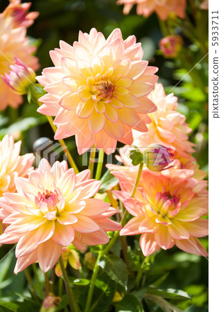 yellow and orange aster flowers 5933711