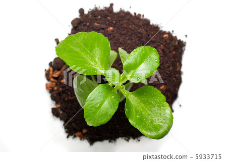 Green plant from top view Green plant from top view 5933715