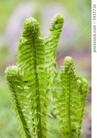 Green peace Green peace 5933716
