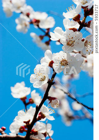 apricot tree over blue sky 5933717