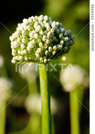 onion flower onion flower 5934498