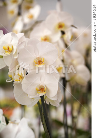 Beautiful white orchids flowers 5934514