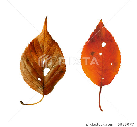 Fallen leaves  5935077