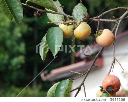 柿子樹 5935106