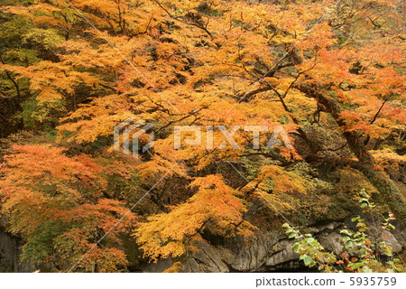 Autumn leaves "Saitama prefecture Otaki village · Nakazu Gorge" 2012 5935759