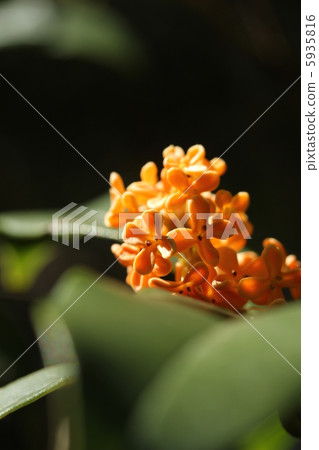 Osmanthus 5935816