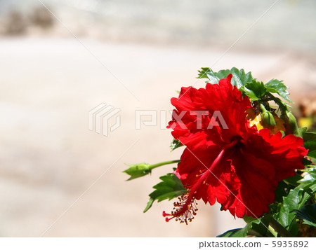 Hibiscus and sandy beach 5935892