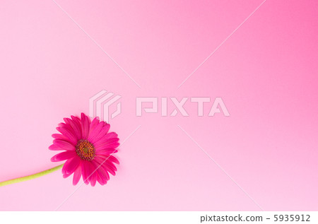 粉色非洲菊 粉色非洲菊 5935912