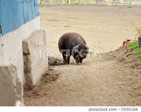 Pig  5936166