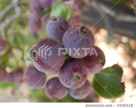 沙林拜水果 5936528