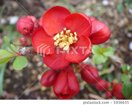 Flower of crumpled 5936635