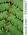 fern, leaf, foliage 5936667