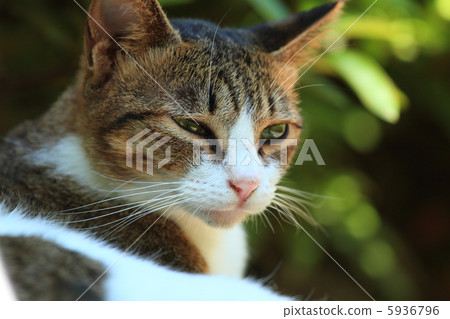 一隻貓 5936796