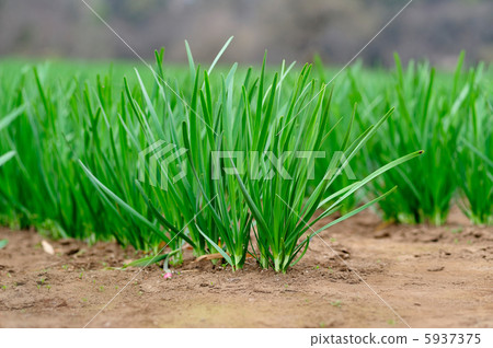 Chinese chive 5937375