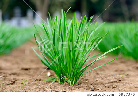 細香蔥 5937376