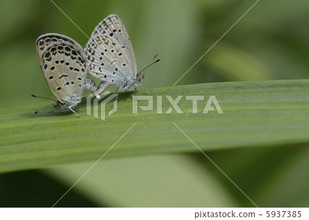 Mating of the Ladybird, Butterfly Butterfly Butterfly Butterfly Mating of the Ladybird, Butterfly Butterfly Butterfly Butterfly 5937385