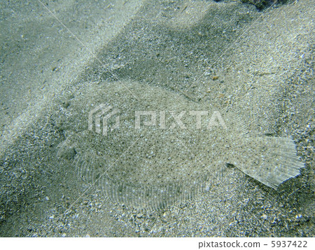 比目魚 5937422