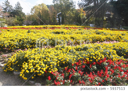 Autumn flower bed 5937513