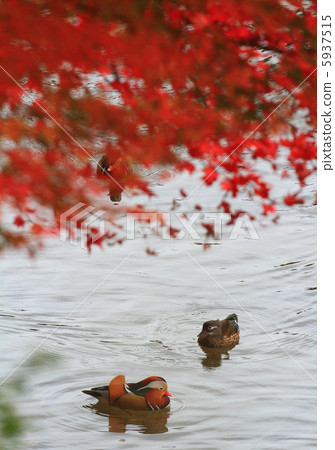 在秋葉的Oshidori 在秋葉的Oshidori 5937515