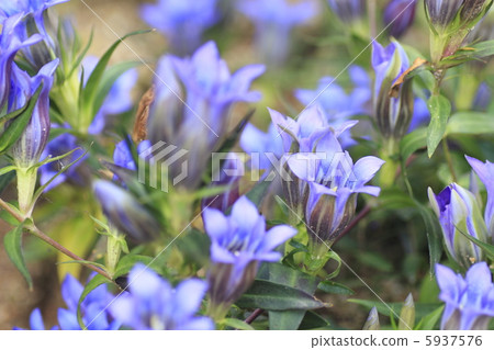 龍膽花 5937576