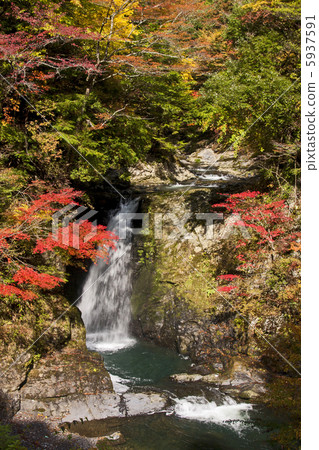 Autumn leaves of Takano Otaki 5937591