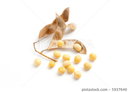 Soybean 5937640