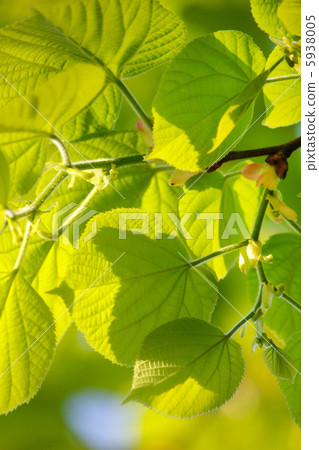 green leaves over blue sky green leaves over blue sky 5938005