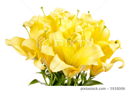 Beautiful lilies Beautiful lilies 5938006