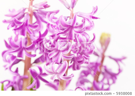 Pink hyacinths Pink hyacinths 5938008