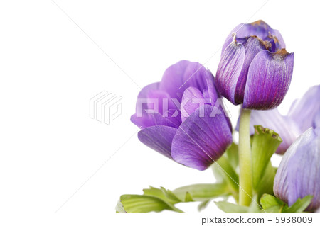 Prairie Crocus Prairie Crocus 5938009