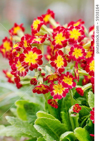 spring flowers spring flowers 5938164