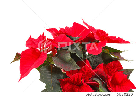 Red poinsettia isolated on a white background Red poinsettia isolated on a white background 5938220