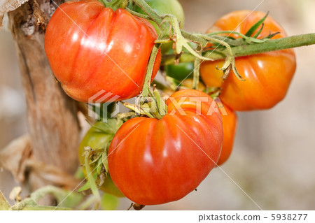 garden tomatoes 5938277