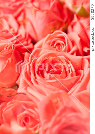 Beautiful flowers Beautiful flowers 5938279
