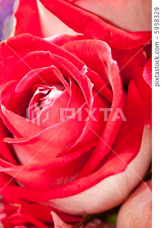Beautiful flowers Beautiful flowers 5938329