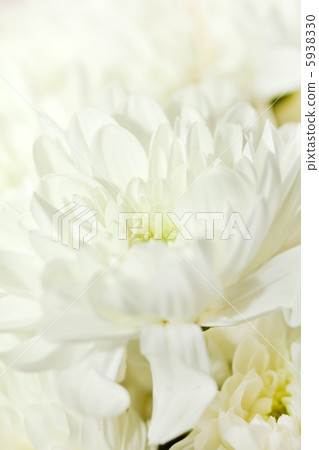 Chrysanthemum Flowers Chrysanthemum Flowers 5938330