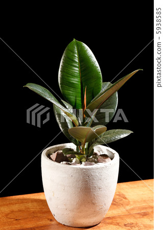 ficus in the pot 5938585