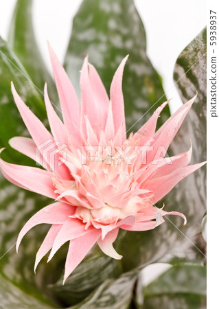 Aechmea Fasciata Bromeliad isolated on white Aechmea Fasciata Bromeliad isolated on white 5938937