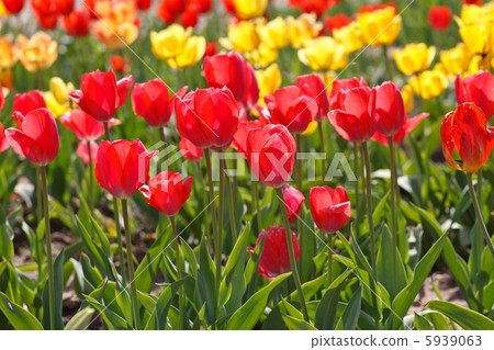 beautiful tulips beautiful tulips 5939063