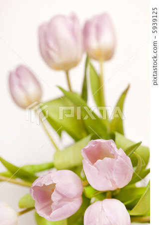 pink tulips in the vase pink tulips in the vase 5939125