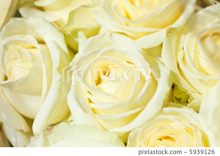 beautiful roses beautiful roses 5939126