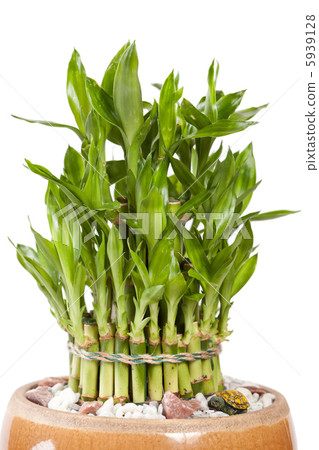 bamboo in the pot bamboo in the pot 5939128