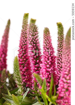 pink flowers pink flowers 5939134
