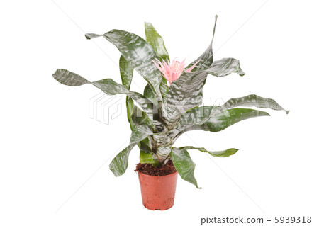 Aechmea Fasciata Bromeliad isolated on white Aechmea Fasciata Bromeliad isolated on white 5939318