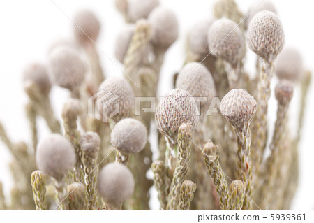 grey flowers grey flowers 5939361