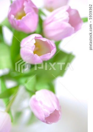 pink tulips in the vase pink tulips in the vase 5939362