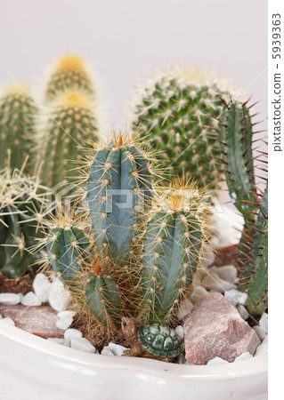 cactus flowers cactus flowers 5939363