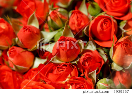 beautiful roses beautiful roses 5939367