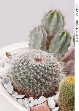 cactus flowers 5939368
