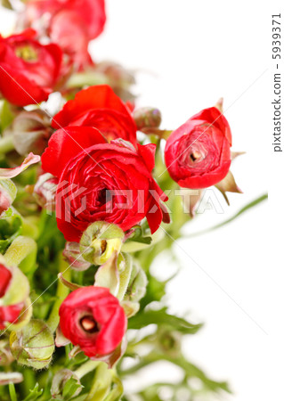 red Ranunculus red Ranunculus 5939371